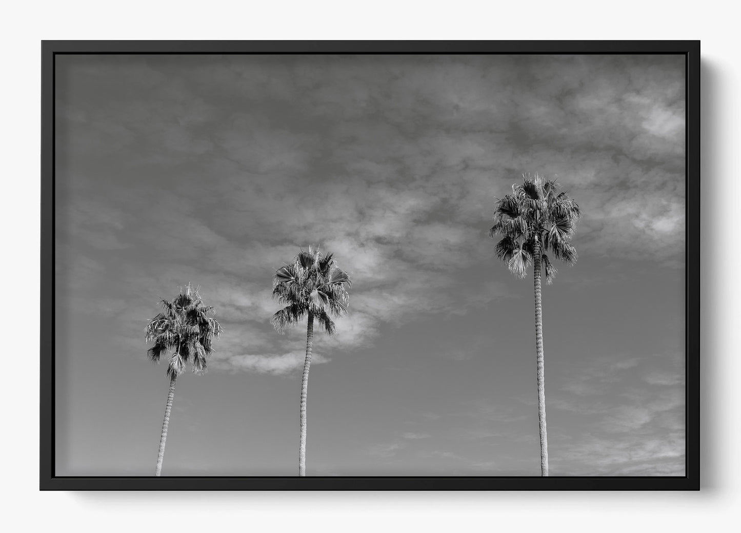 Three Palm Trees