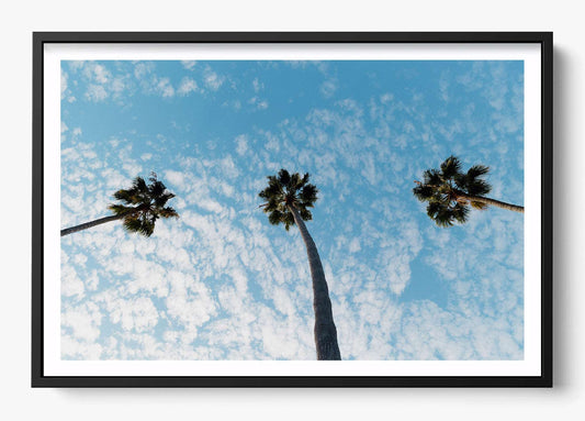 Three Palm Trees II