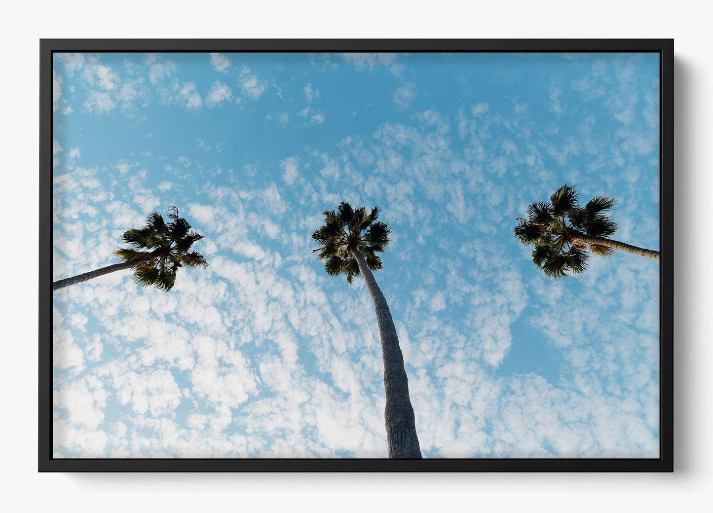 Three Palm Trees II