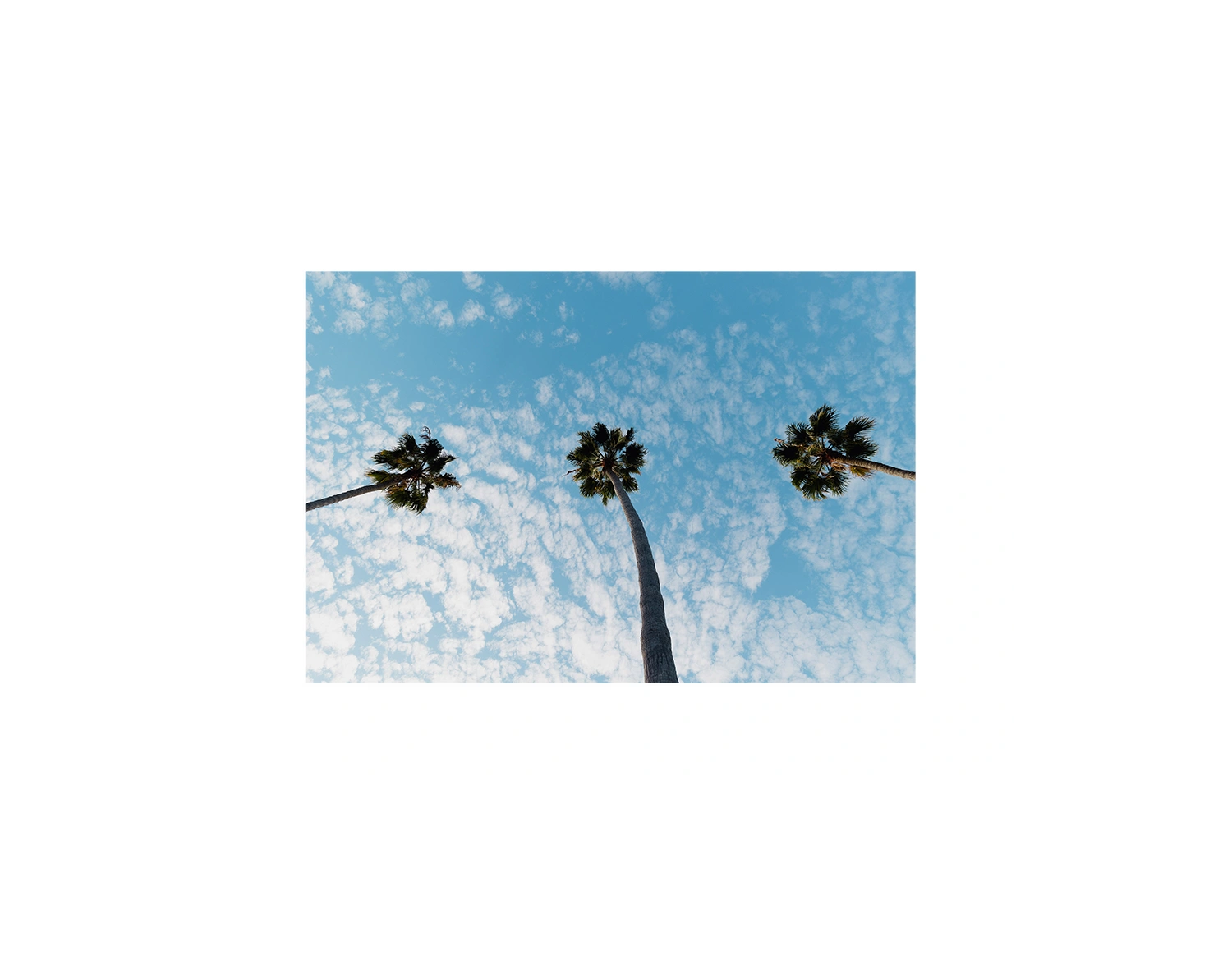 Three Palm Trees II