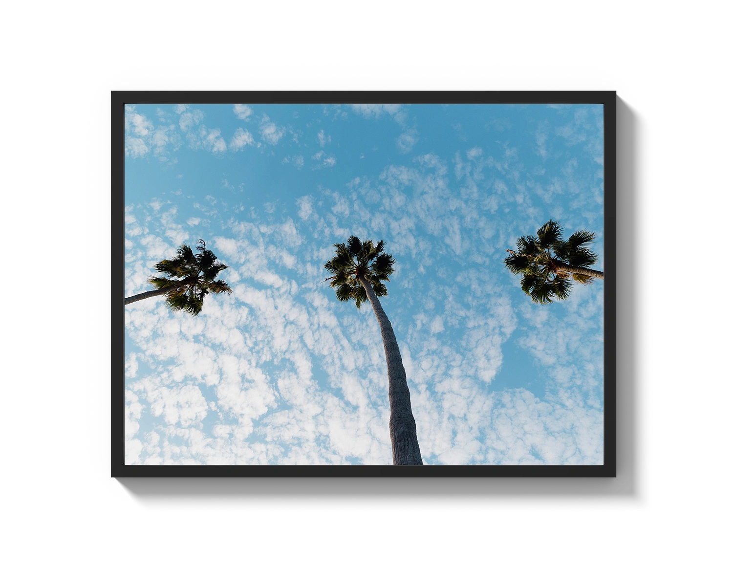 Three Palm Trees II