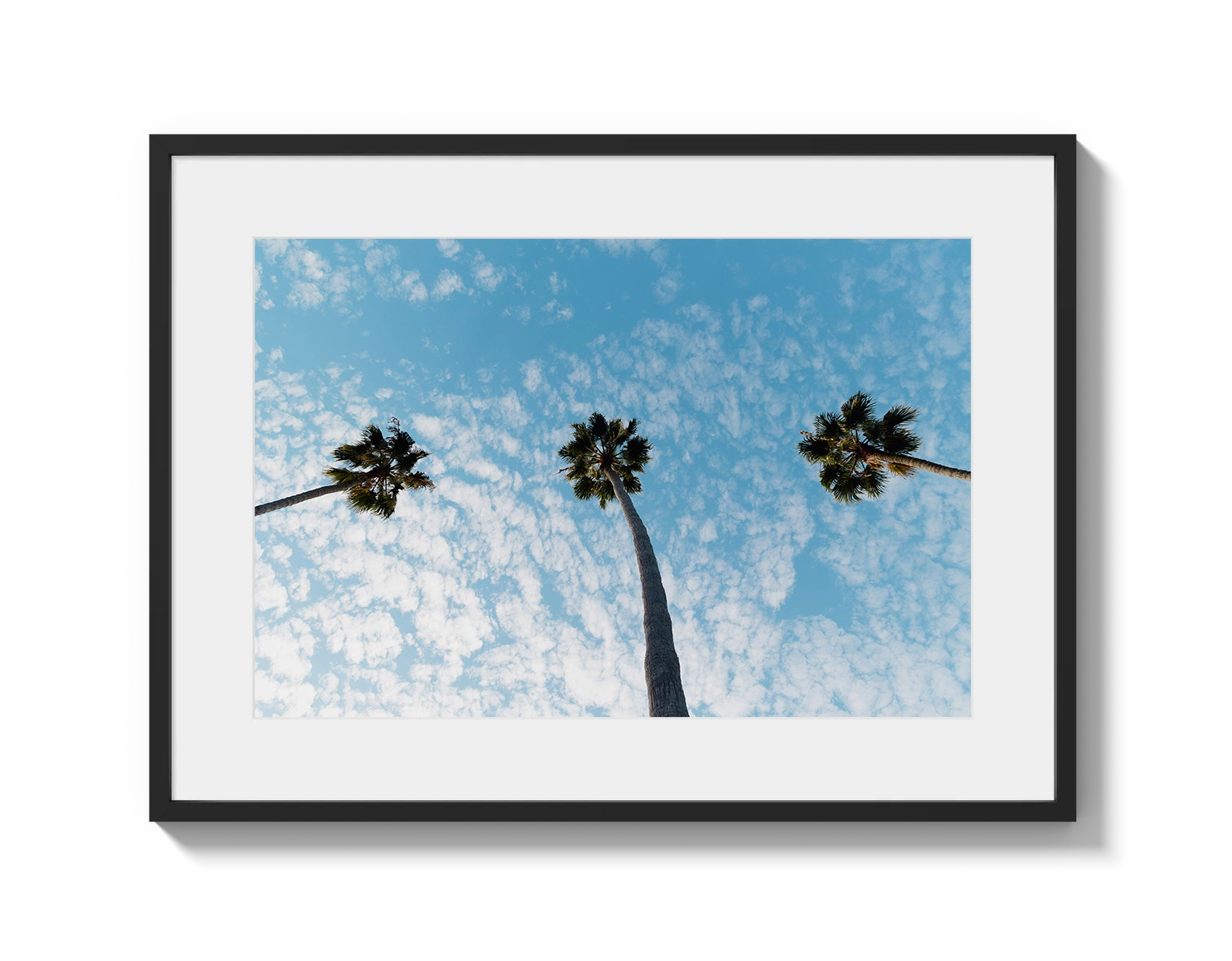 Three Palm Trees II