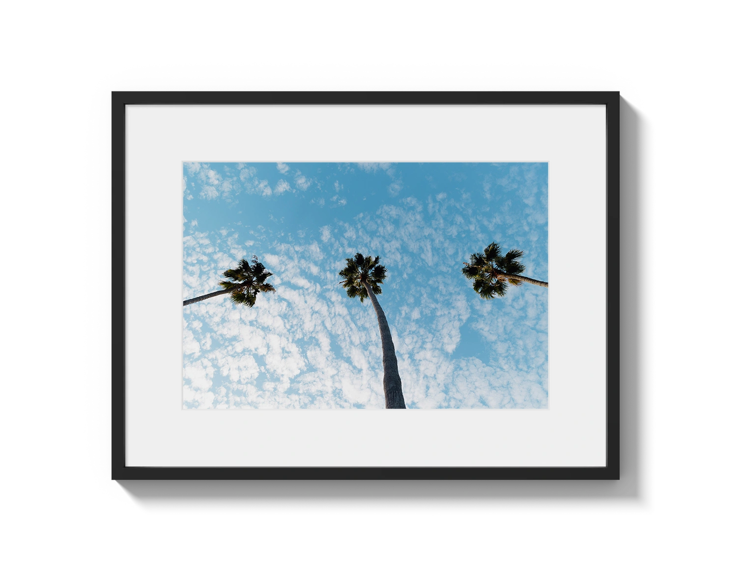 Three Palm Trees II