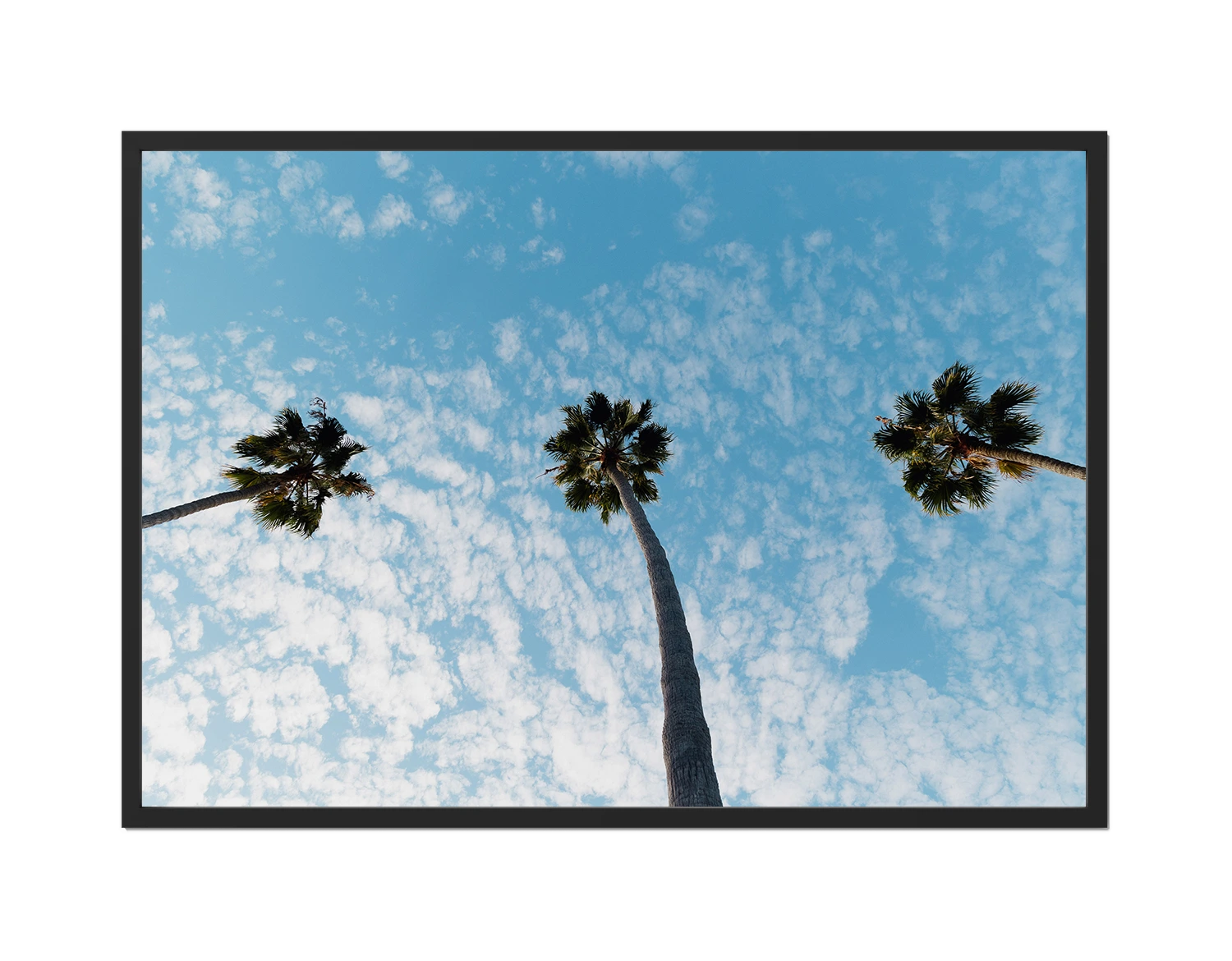 Three Palm Trees II