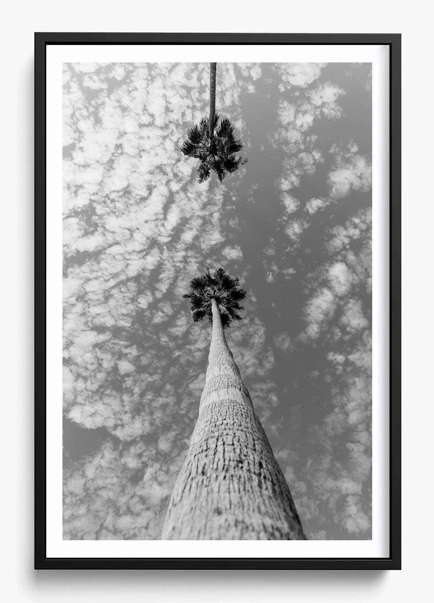 Palm Trees Hanging Out