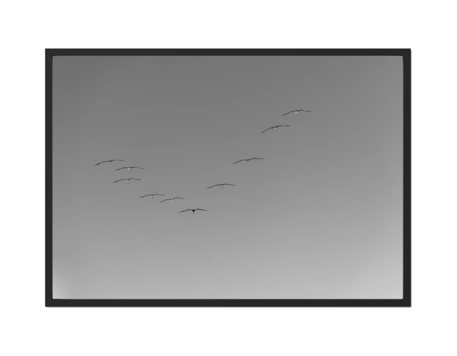 Flying Birds