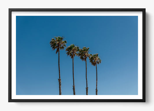 Four Palm Trees