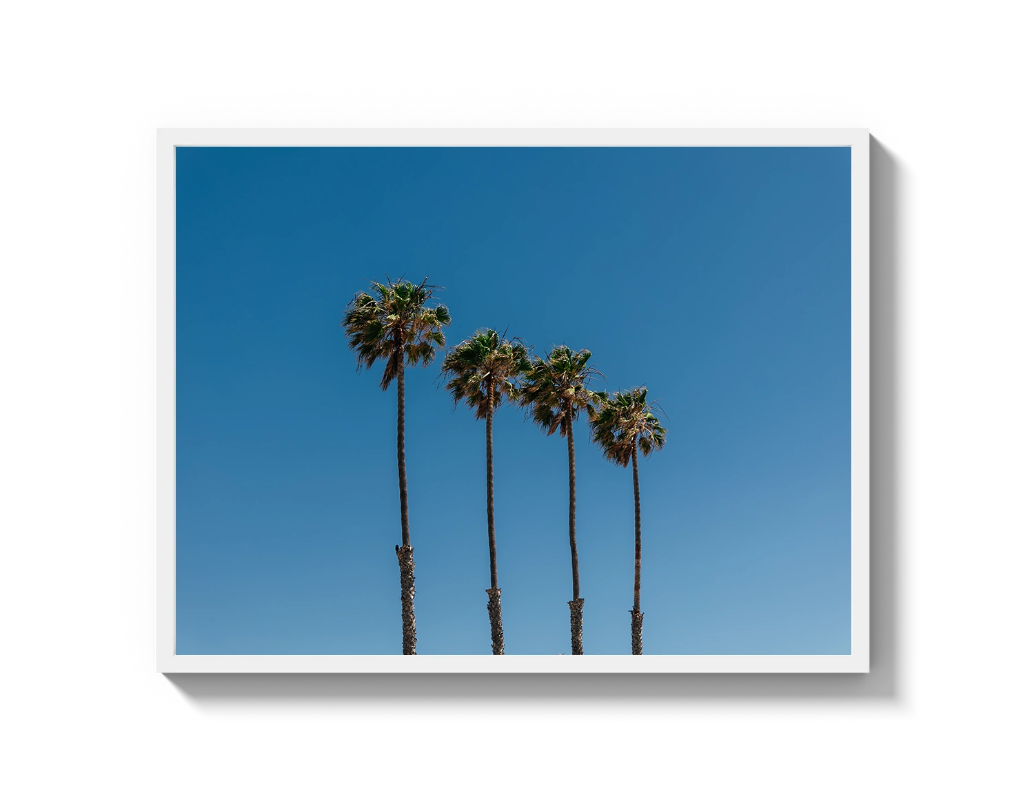 Four Palm Trees