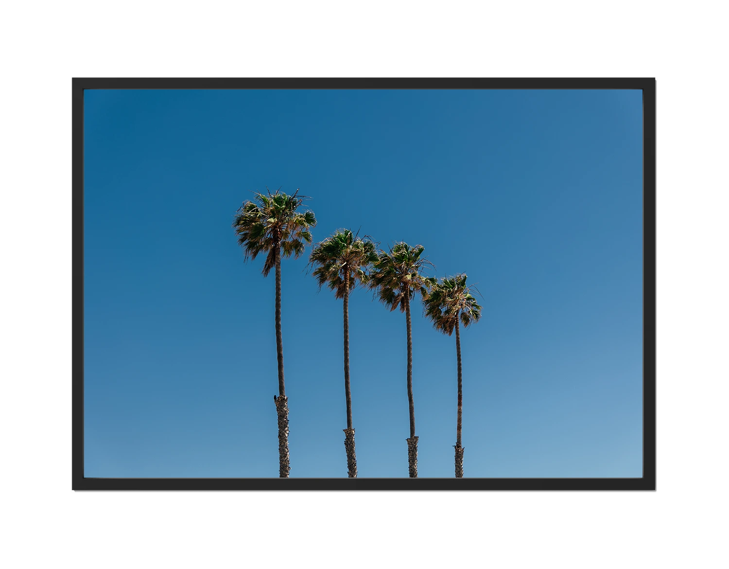 Four Palm Trees