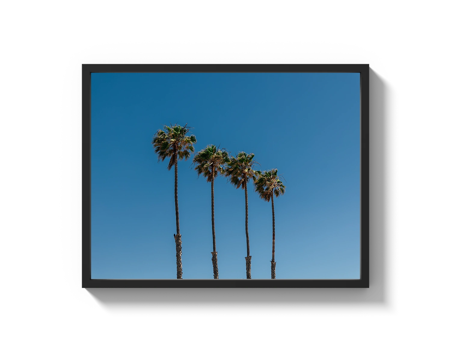 Four Palm Trees