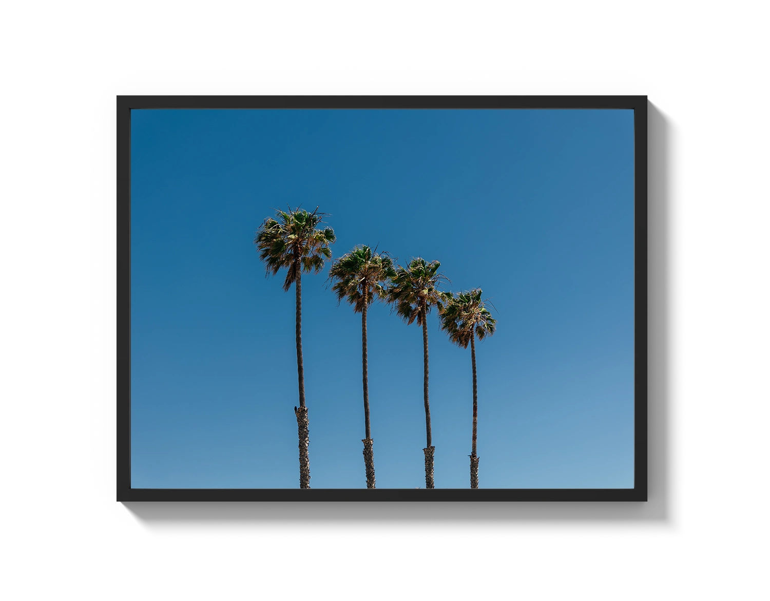 Four Palm Trees